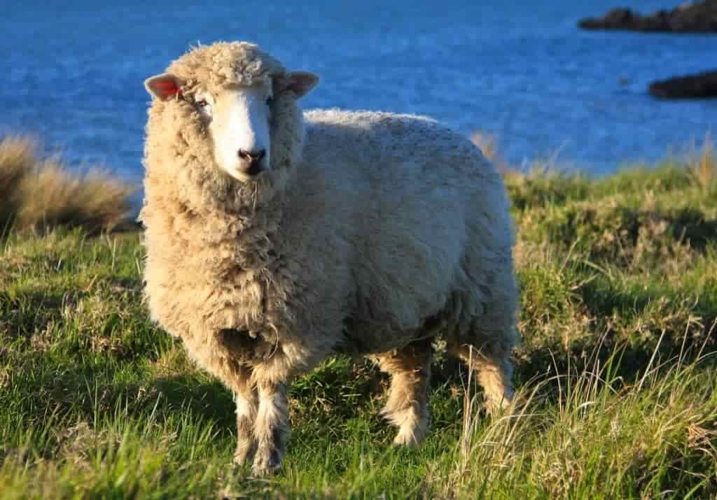 Benefits of Merino Wool for Outdoor Clothing
