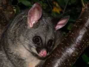 common brushtail possum