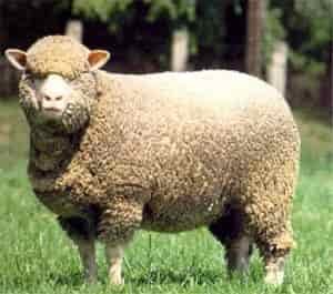 merno sheep