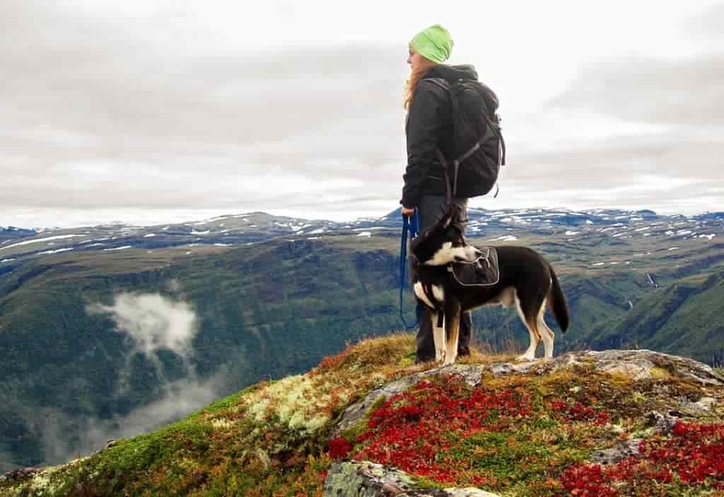 best dog leashes for hiking