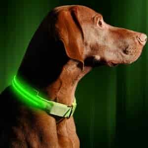 Illumiseen LED Dog Collar
