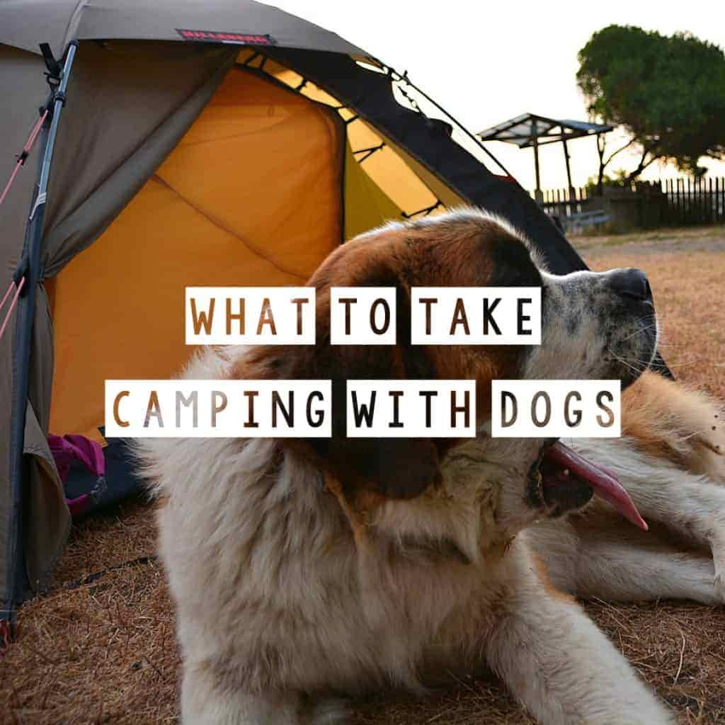 What to take camping with dogs
