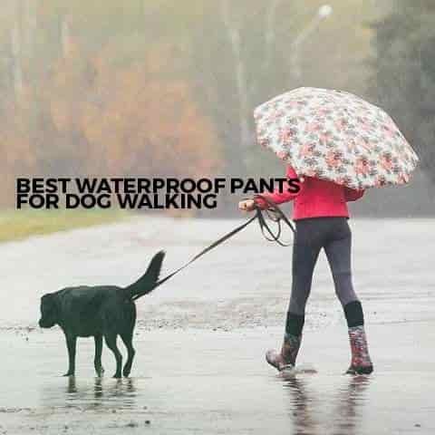 Best Waterproof Pants for Dog Walking