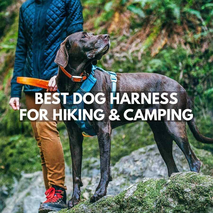 Best Dog Harness for Hiking and Camping