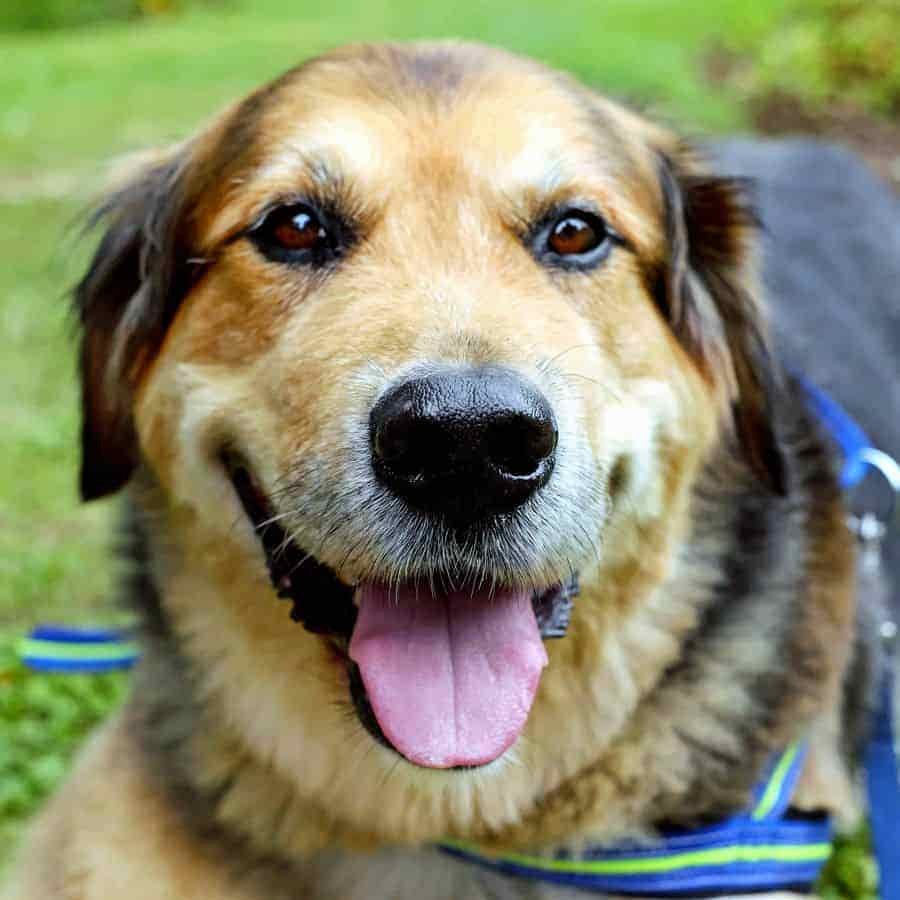 best dog collar for hiking