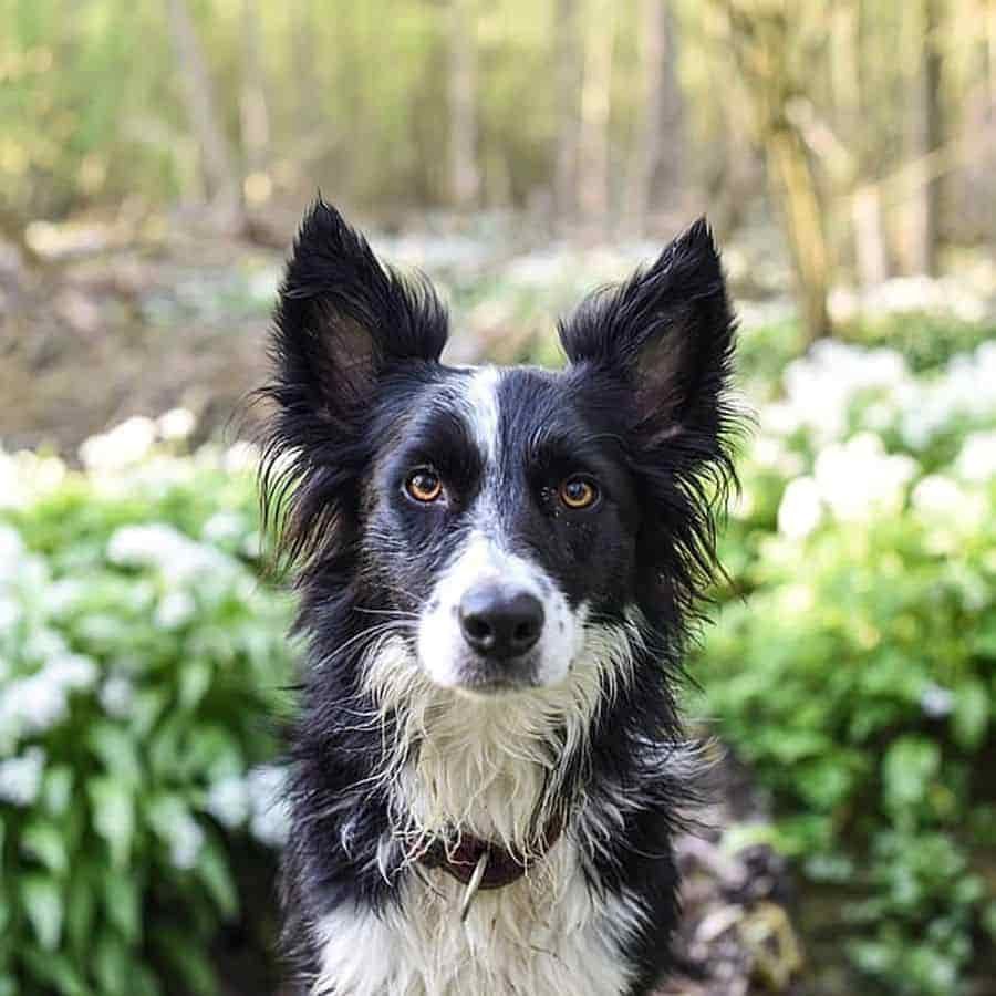 best dog collars for hiking