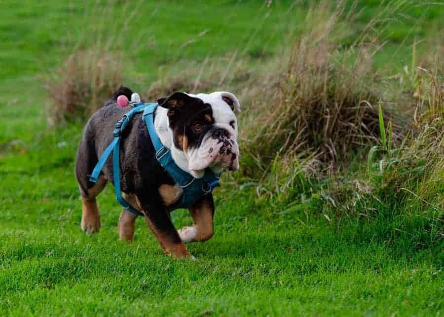 bulldog harness for hiking