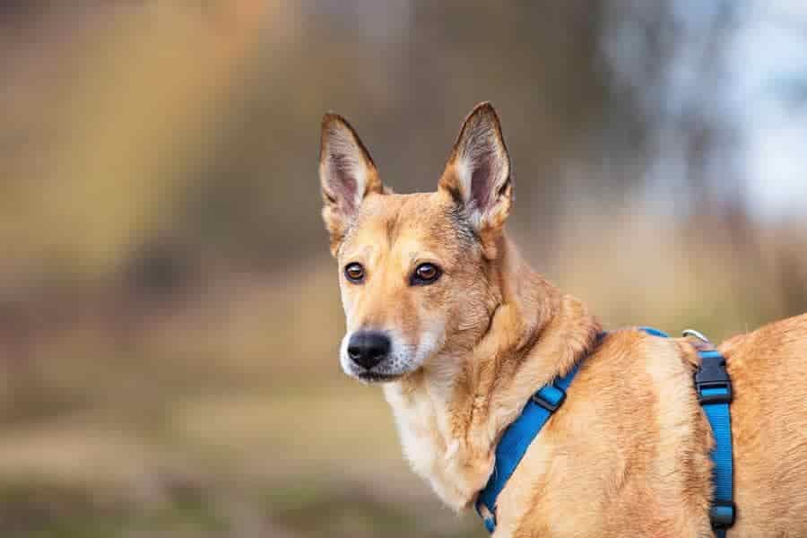 dog hiking with harness