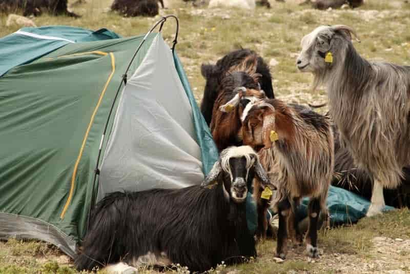 keeping your tent and valuables safe