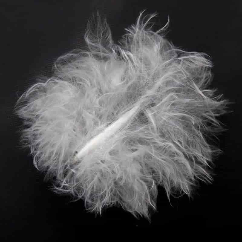 Down Feather untreated